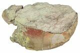 Bargain, Enrolled Illaenus Trilobite Fossil - Russia #363273-1